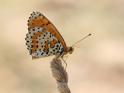 J16_1839 Spotted Fritillary.JPG